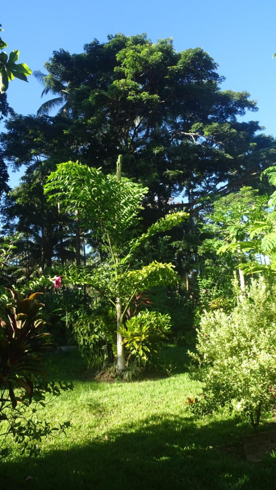 Acacia'S Cottages With Starlink Wifi Mambajao Extérieur photo
